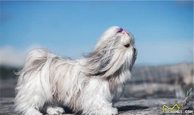 犬行为简介—正常的犬行为1