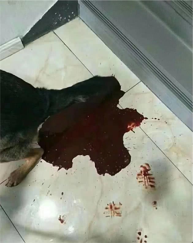 ????关于狗狗细小、犬瘟热等疾病的特征与预防