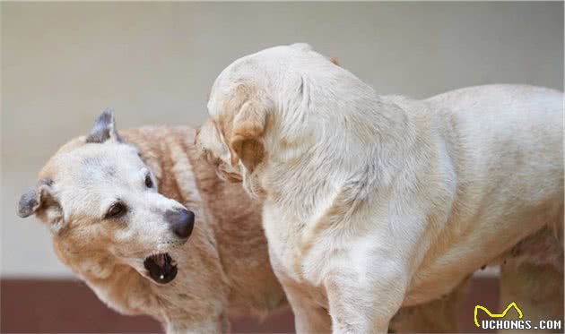 看不懂狗狗行为？教你读懂狗狗的这三种状态