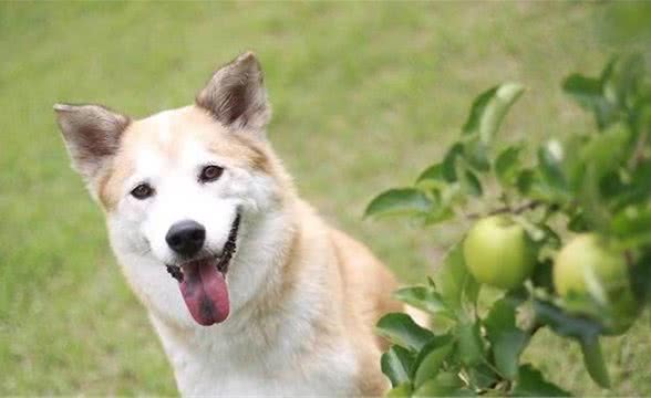 它之味：自制狗粮—10种狗狗营养餐