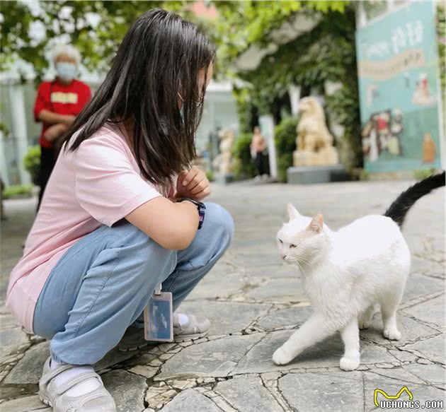 小猫咪好像有那个“社交牛牛症”