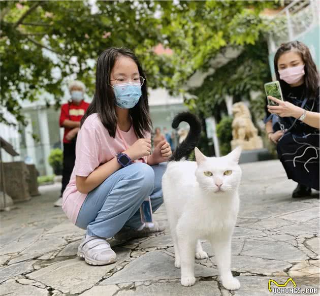 小猫咪好像有那个“社交牛牛症”