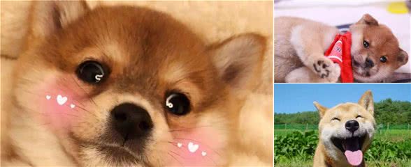 柴犬太兴奋主人控住不住？学会这些柴犬瞬间冷静
