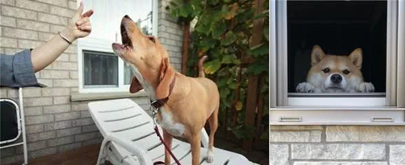 狗狗“孤独”的表现,希望铲屎官都能好好陪它们