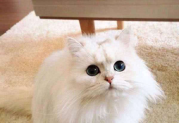猫总管说猫之金吉拉猫