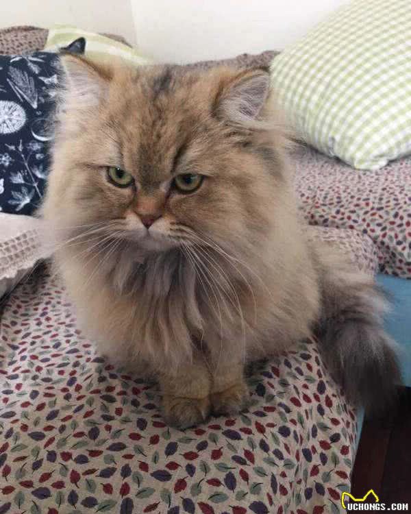 猫总管说猫之金吉拉猫