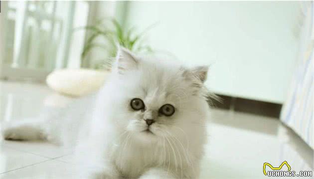 猫总管说猫之金吉拉猫