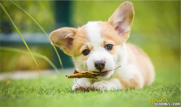 有这5种情况的柯基犬不值得买，想养柯基的睁大眼睛，看清楚了