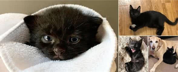主人领养了只流浪猫，被家里狗狗直接收来当小弟，宠着它还照顾它