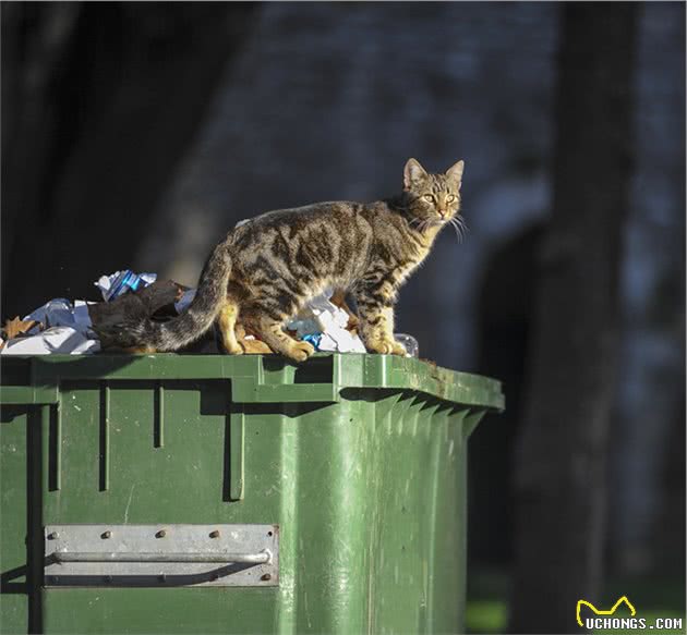 猫咪为什么喜欢翻垃圾桶？我们该如何纠正它们这个不良的习惯？