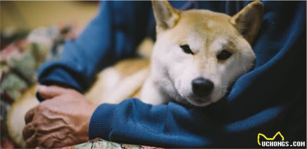 狗狗老了，多陪陪它吧！让自己和狗狗最后都不遗憾