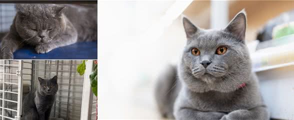 “蓝猫”的饲养注意事项，你还不知道？
