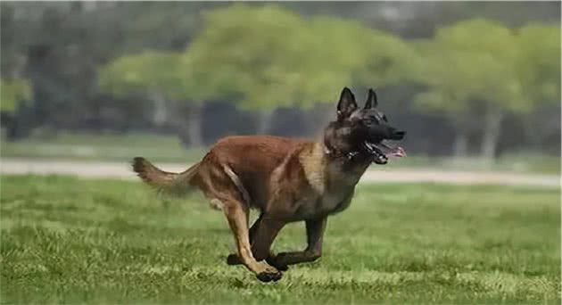 为什么马犬能成为警犬，原因有下面7个，你想了解吗？