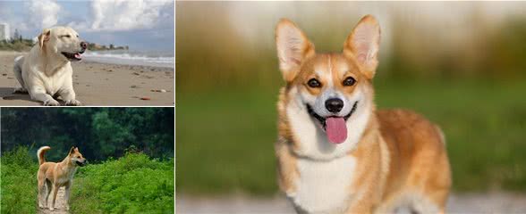 这5种优秀的伴侣犬，忠诚又可爱，你喜欢哪个？