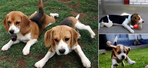 饲养一只比格犬的感受