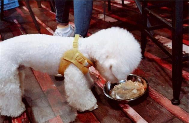 比熊犬不能吃的6种“人食”，各位铲屎官要记住了