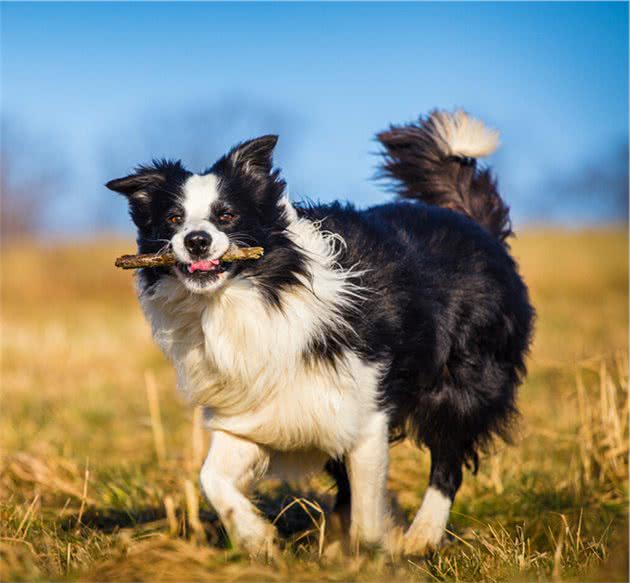 边境牧羊犬和澳洲牧羊犬的五大区别，你更喜欢谁？