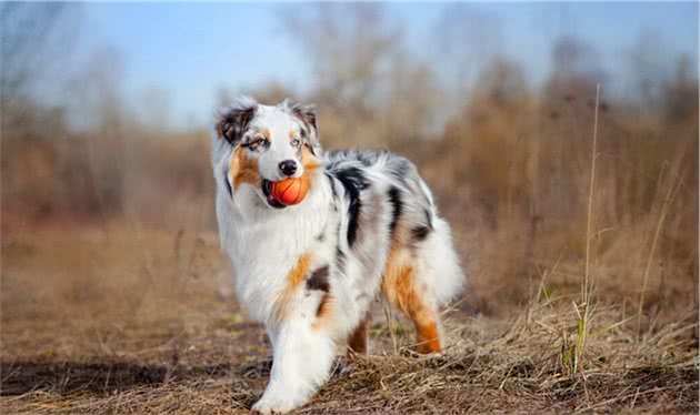 边境牧羊犬和澳洲牧羊犬的五大区别，你更喜欢谁？