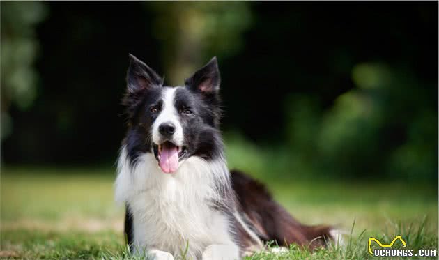 边境牧羊犬和澳洲牧羊犬的五大区别，你更喜欢谁？