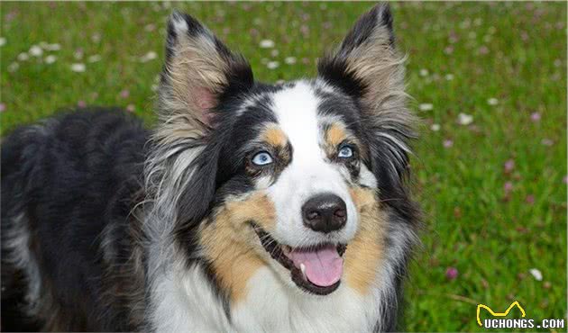 边境牧羊犬和澳洲牧羊犬的五大区别，你更喜欢谁？