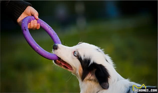边境牧羊犬和澳洲牧羊犬的五大区别，你更喜欢谁？
