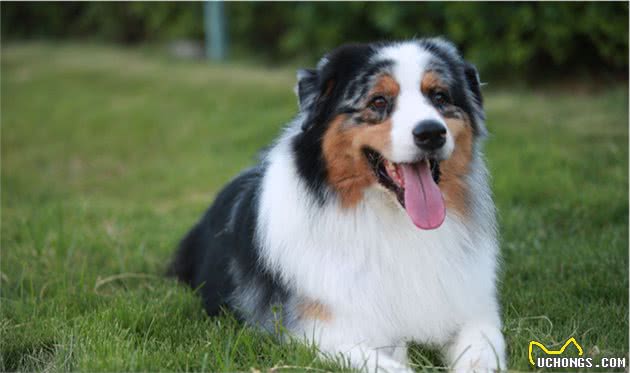 边境牧羊犬和澳洲牧羊犬的五大区别，你更喜欢谁？