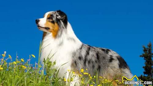 边境牧羊犬和澳洲牧羊犬的五大区别，你更喜欢谁？
