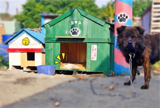 主人建了新狗屋，竟被猫咪占为己有，狗狗只能一脸委屈站在屋外