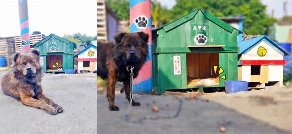 主人建了新狗屋，竟被猫咪占为己有，狗狗只能一脸委屈站在屋外