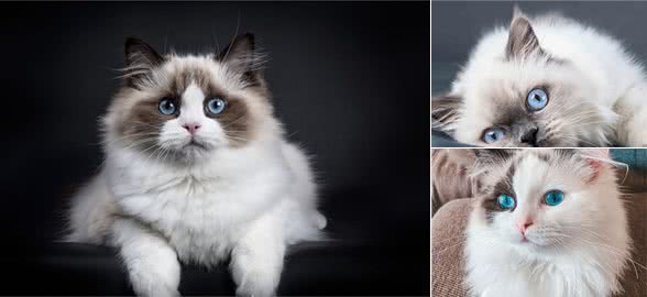 猫咪品种篇：布偶猫
