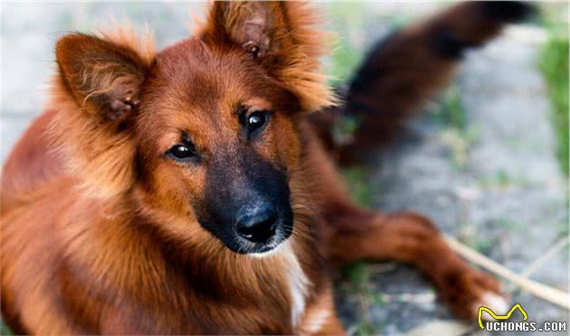 这五种狗虽然很聪明，但是也当不了“警犬”