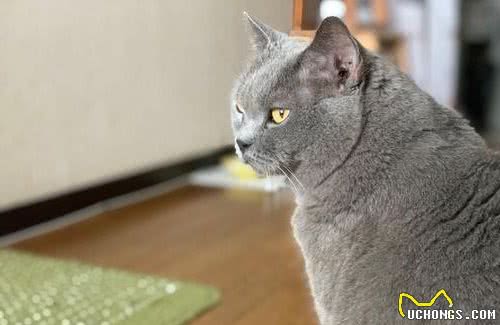 世界三大蓝猫，除了英、俄蓝猫，还有一种罕见品种，你见过吗？