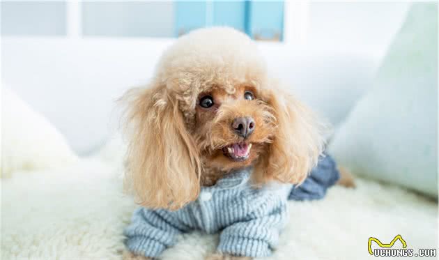 贵宾犬和泰迪的区别就在这些细节，收藏好，以备后用