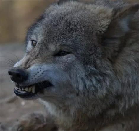 浅谈犬科食物链顶端的七种狼，最凶猛非＂北美灰狼＂莫属