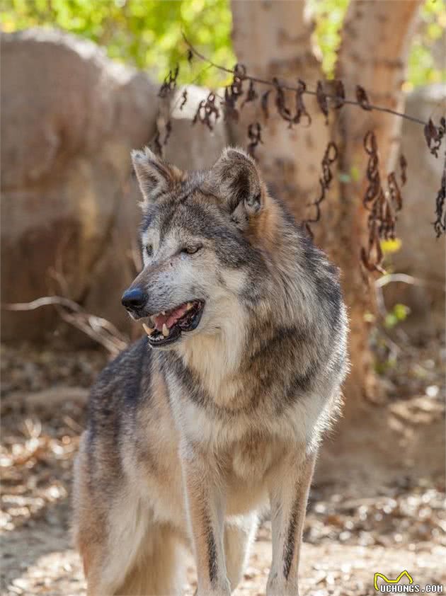 浅谈犬科食物链顶端的七种狼，最凶猛非＂北美灰狼＂莫属