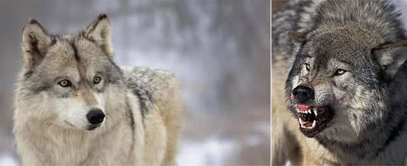 浅谈犬科食物链顶端的七种狼，最凶猛非＂北美灰狼＂莫属