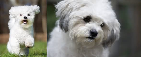 比熊到底好养不？这要看爱不爱它了，因为它需要精心照顾