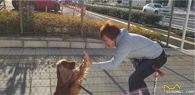 会冲浪的英国可卡犬在日本海浪引起围观