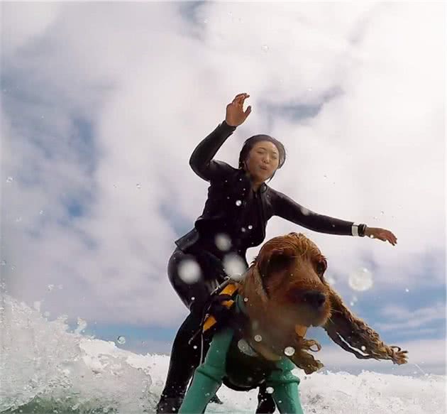 会冲浪的英国可卡犬在日本海浪引起围观