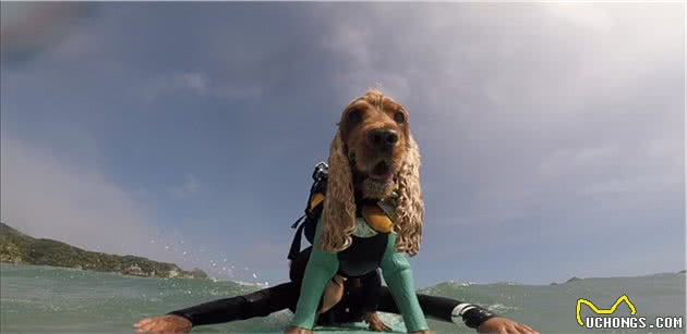 会冲浪的英国可卡犬在日本海浪引起围观