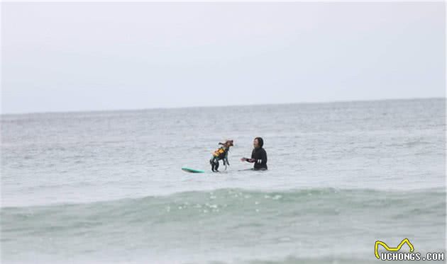 会冲浪的英国可卡犬在日本海浪引起围观