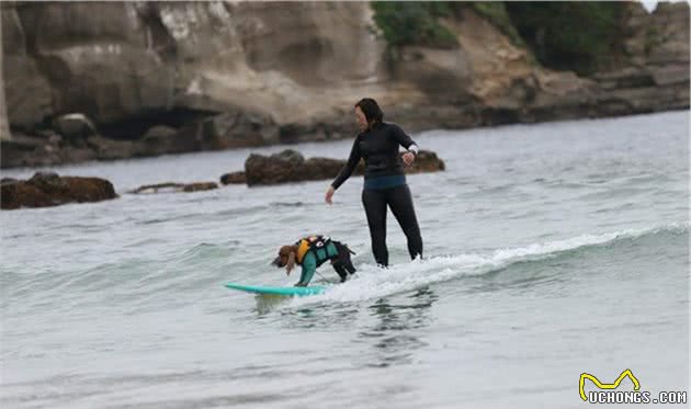 会冲浪的英国可卡犬在日本海浪引起围观