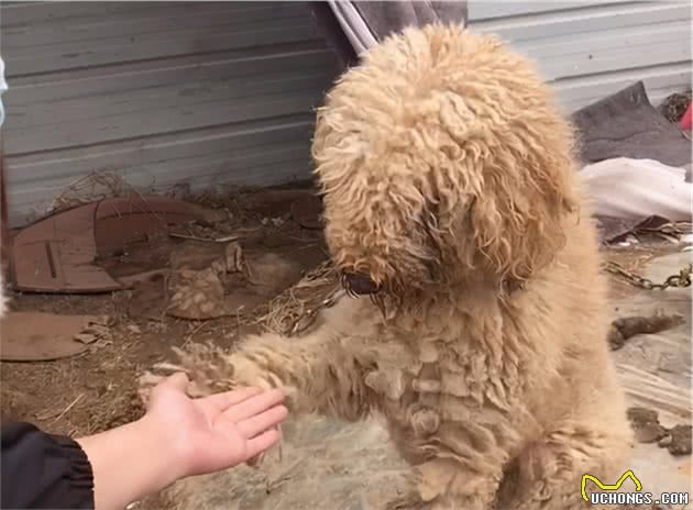 价值万元的巨贵犬，被用来看大棚，有些狗，真不适合在农村养