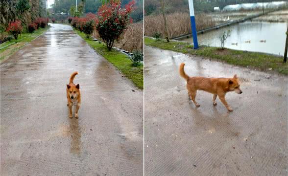 你家的土狗到底是不是中华田园犬？