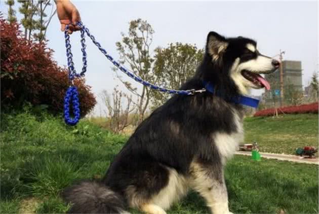 遛“大型犬”，不能犯的几个禁区，你做了吗？