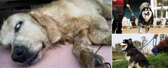 遛“大型犬”，不能犯的几个禁区，你做了吗？