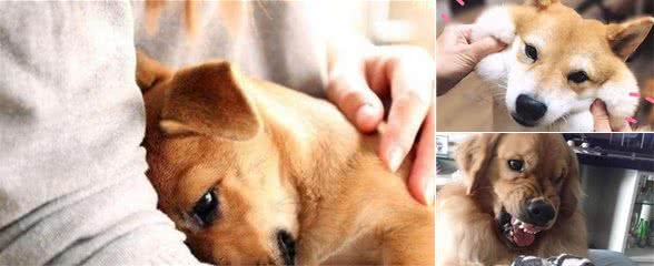 狗狗为什么会咬你？自己反省是否对它做了这些事