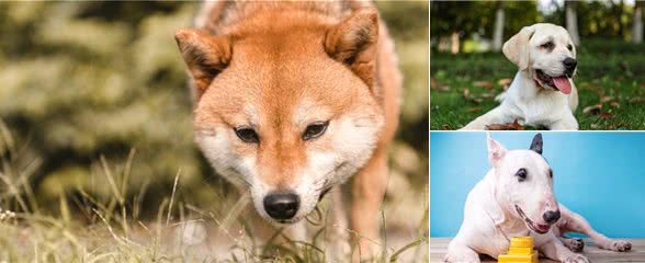 趣谈世界名犬（二）