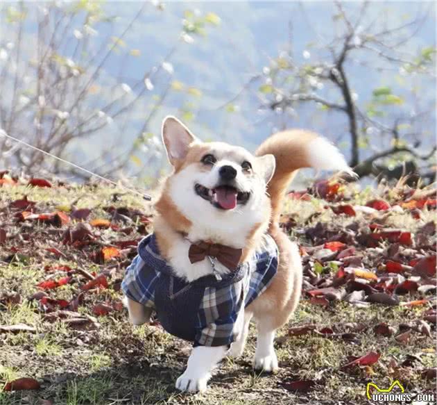 柯基犬算命生男生女，准确率竟高达98%？