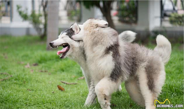 什么是犬髋关节发育不良？犬髋关节发育不良是哪些原因导致的？